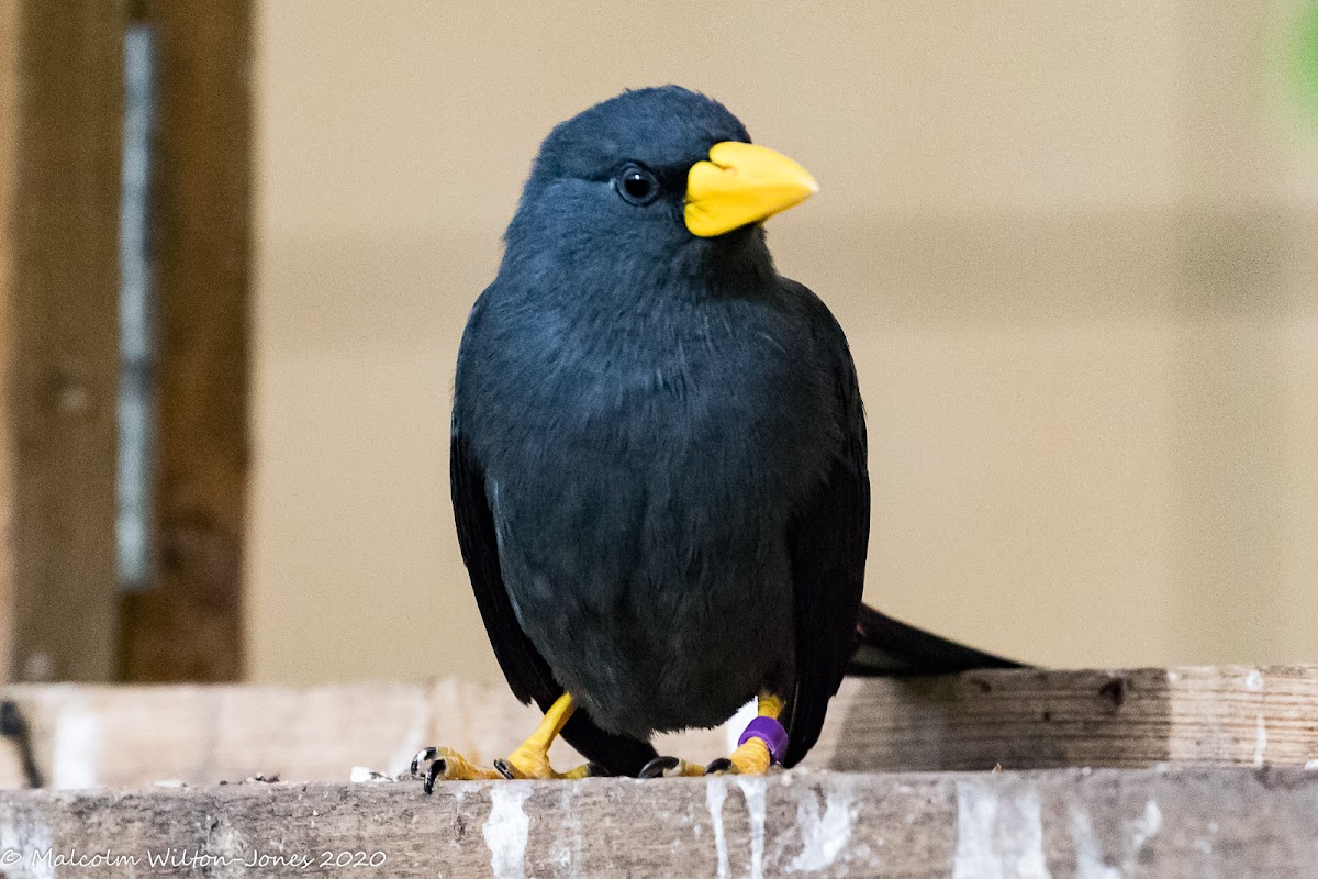 Grosbeak Starling