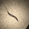 Leopard slug