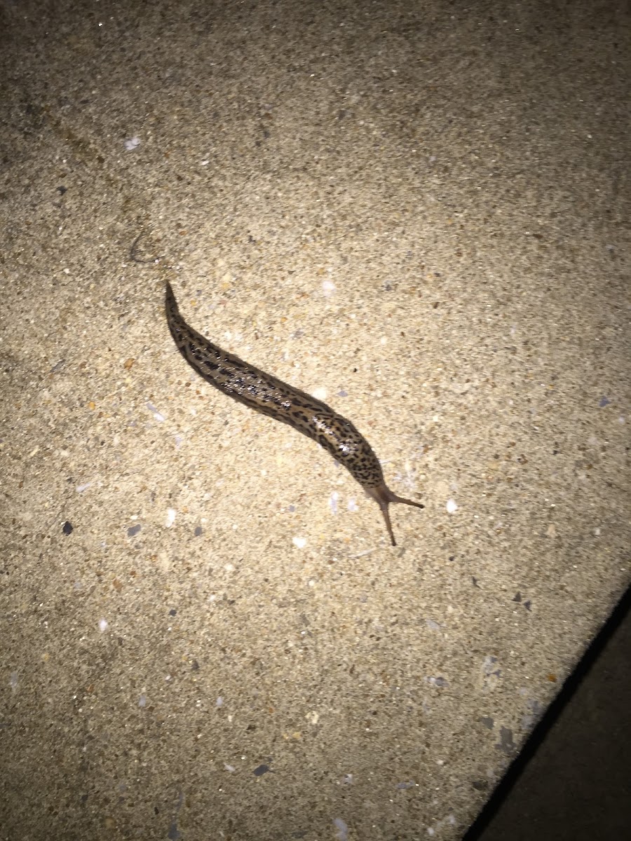 Leopard slug