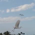 Great Egret