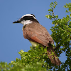 Great Kiskadee