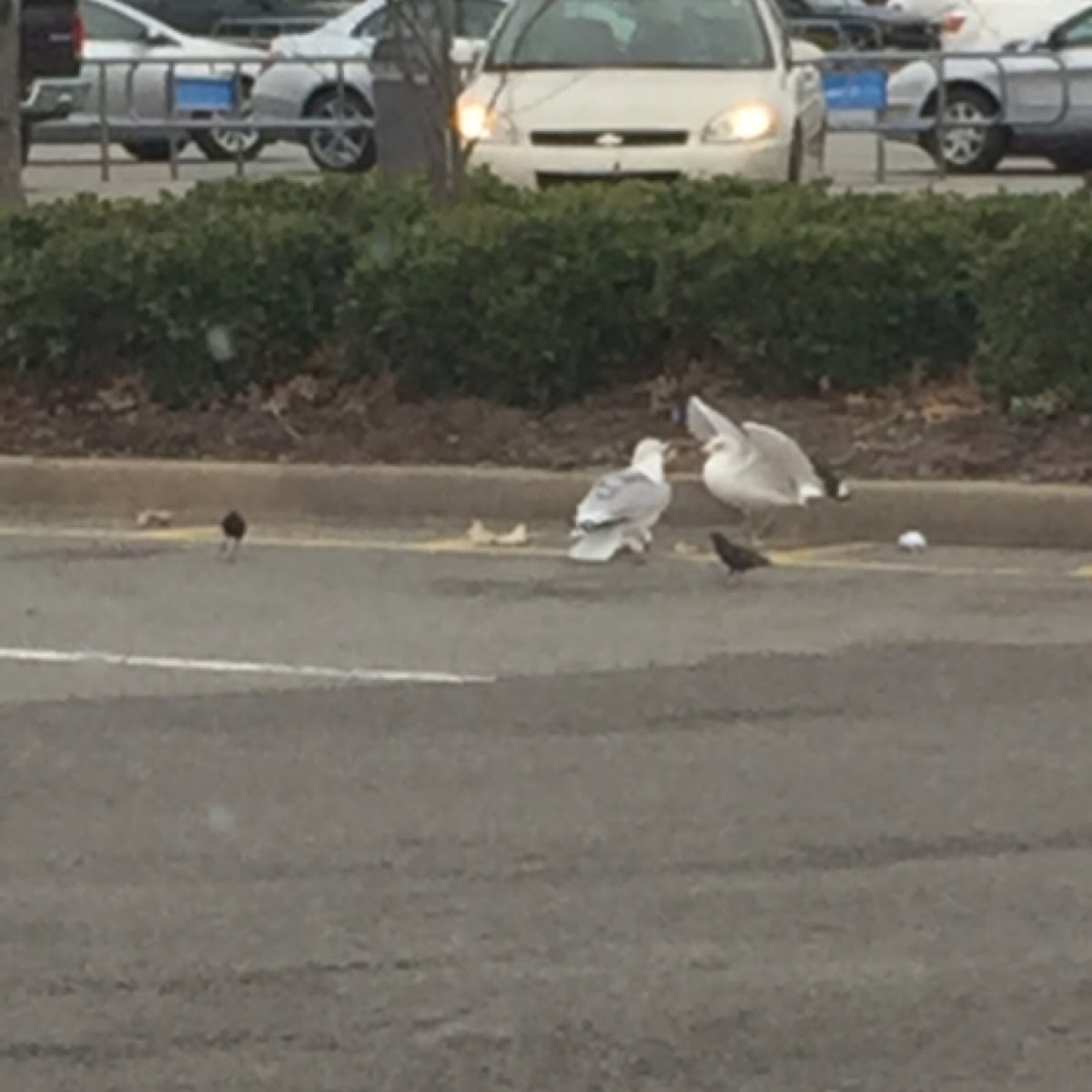 Ring-billed gull