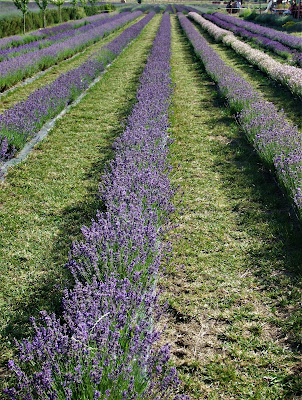 Oltre la lavanda di Claudiator