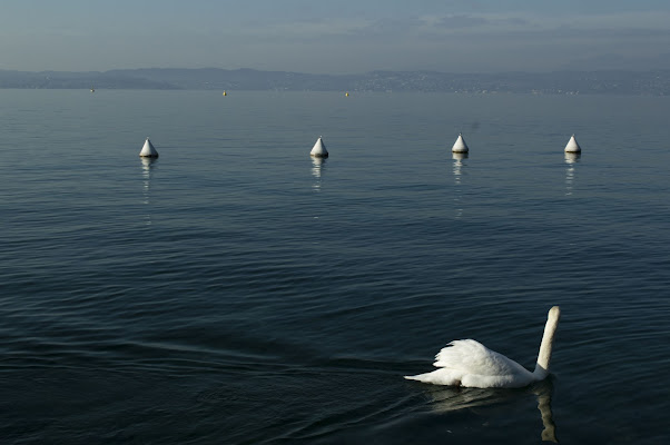 Cigno solitario  di Abbie