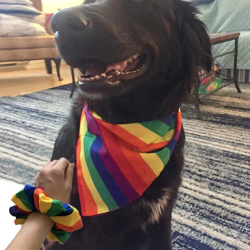 1Pcs Multi-Purpose Bandana Bibs Rainbow Dog Kerchief Summer Dog Rainbow Tropical Style Pet Dog Cat Collar Dog Accessorie