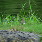 sandpiper