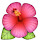 Hibiscus HD Wallpapers Flower Theme