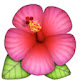 Hibiscus HD Wallpapers Flower Theme