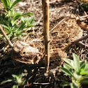 Texas horned lizard