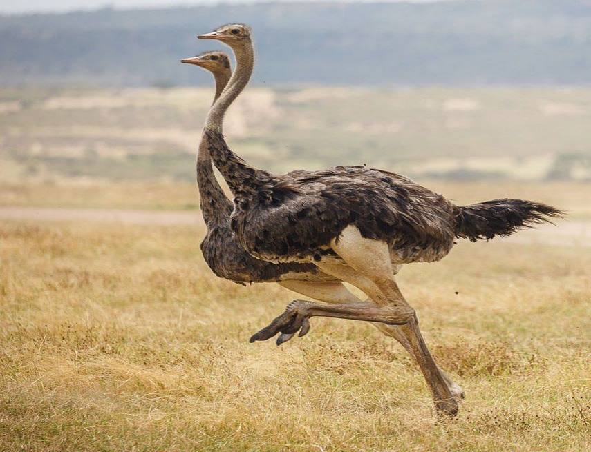 Quarantine Registration and Procedures