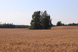 põld Vanaküla lähedal