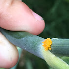 Asian Multicolored Lady Beetle (Eggs)