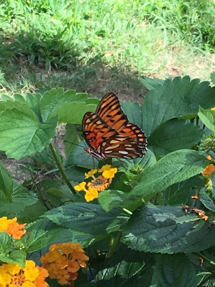 Gulf Fritillary