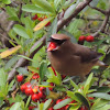 Cedar Waxwing