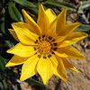 Coastal Gazania