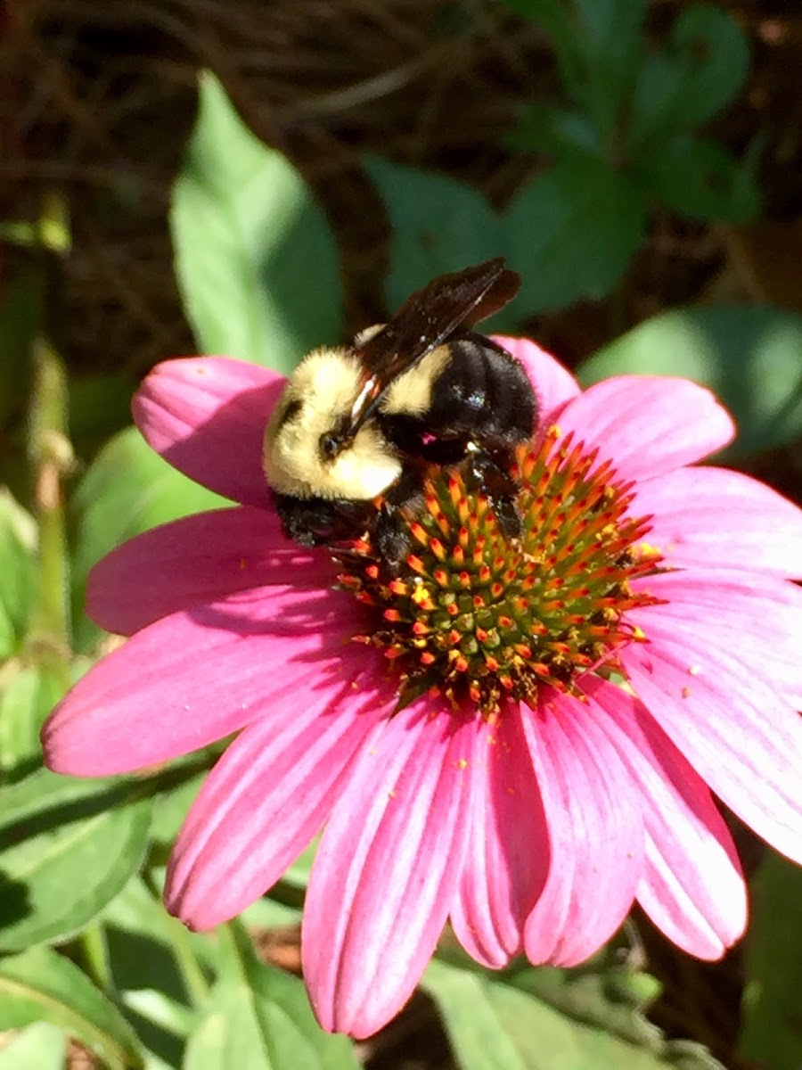 Common Eastern Bumblebee