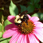 Common Eastern Bumblebee