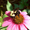 Common Eastern Bumblebee