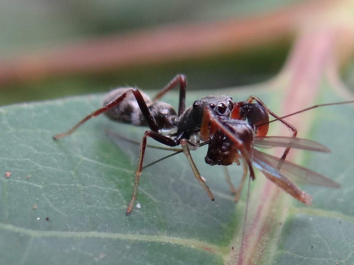 Antmimicking Spider