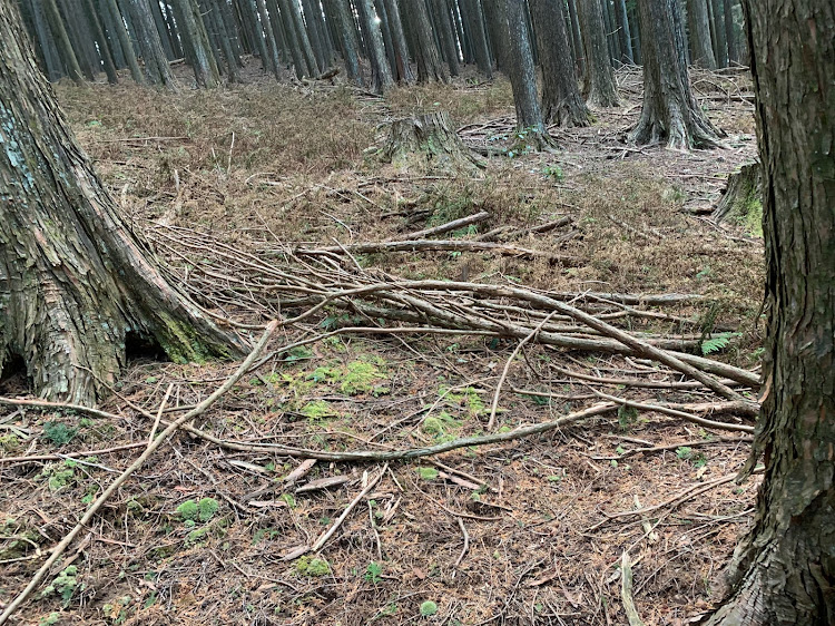 の投稿画像20枚目