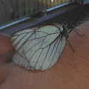 Black-veined White