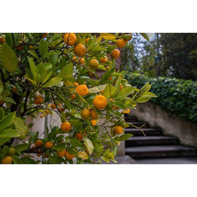 Amazing nature #instadaily #picoftheday #pic #photography #photooftheday #picture #like #follow #nikonforever #fruits #color #beauty #igers #blogger #lake #lagomaggiore #stresa #street   di world_to_discover