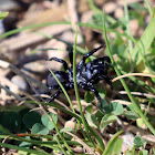 Black Purseweb Spider