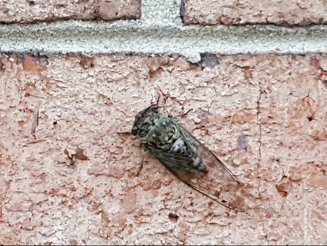 Cicada