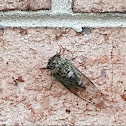 Cicada