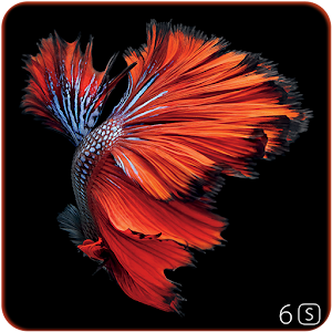 betta fish live wallpaper