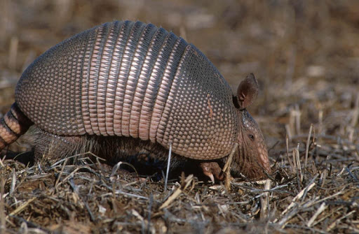 Armadillos Wallpaper Images