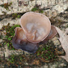 Wood Ear