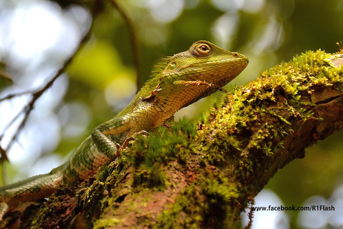 Nilgiri Forest lizard