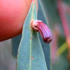 Apiomorpha leaf gall - male