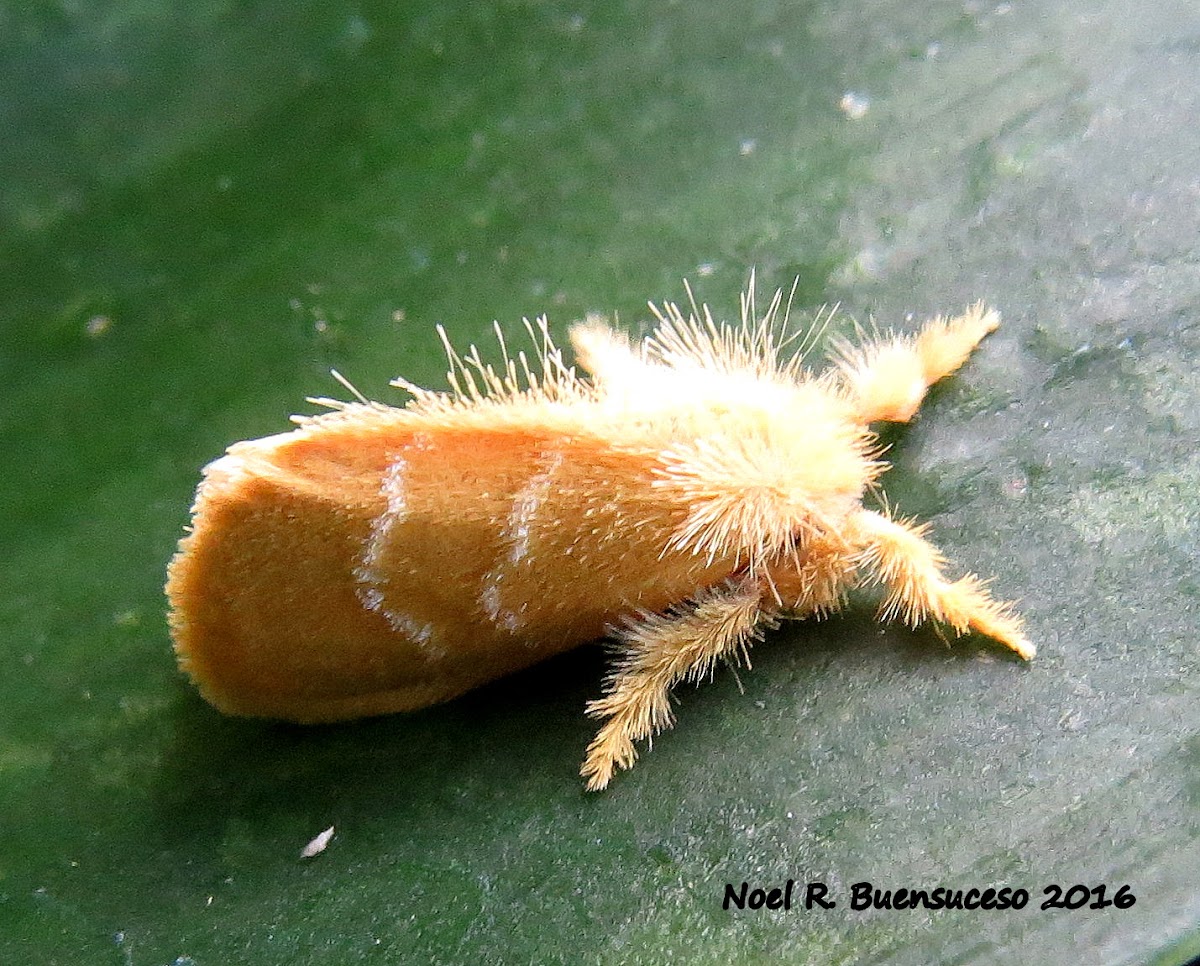 Tussock Moth