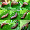 Leatherleaf slug