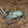 Fulgorid Planthopper