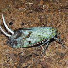 Fulgorid Planthopper