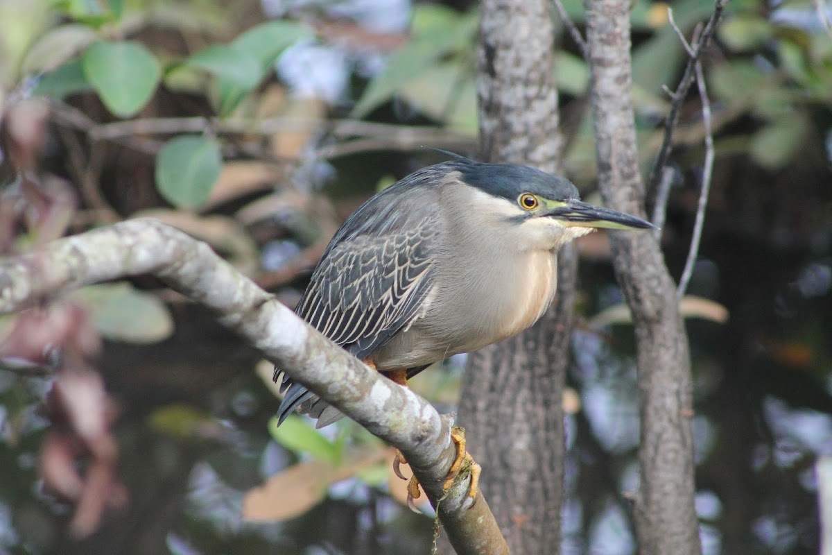 Striated Heron