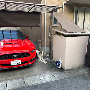 マスタング