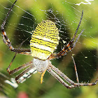 Saint Andrew's Cross Spider