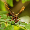 Brown paper wasp