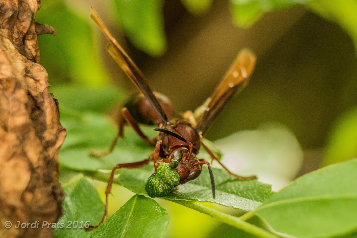 Brown paper wasp