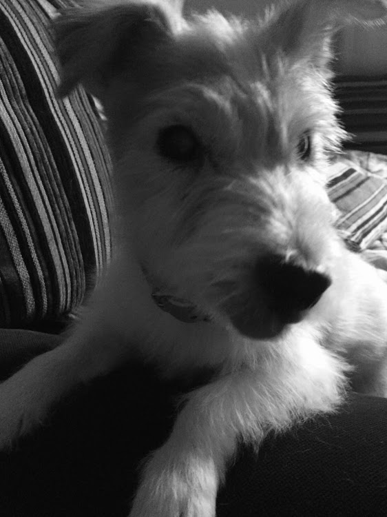 タイタンの逆輸入車・犬・モノトーン・衝撃映像に関するカスタム事例の投稿画像4枚目