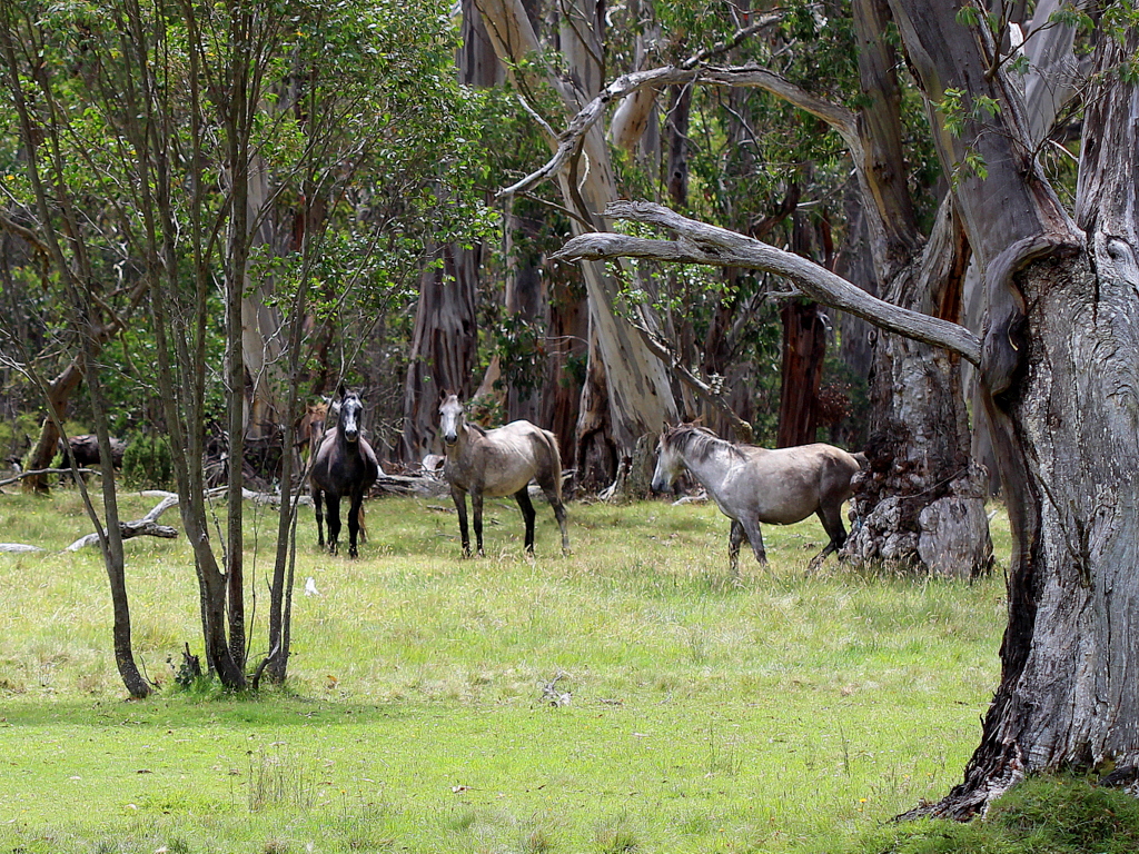 Brumbies