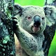 Download Koala Wallpapers HD For PC Windows and Mac 1.0