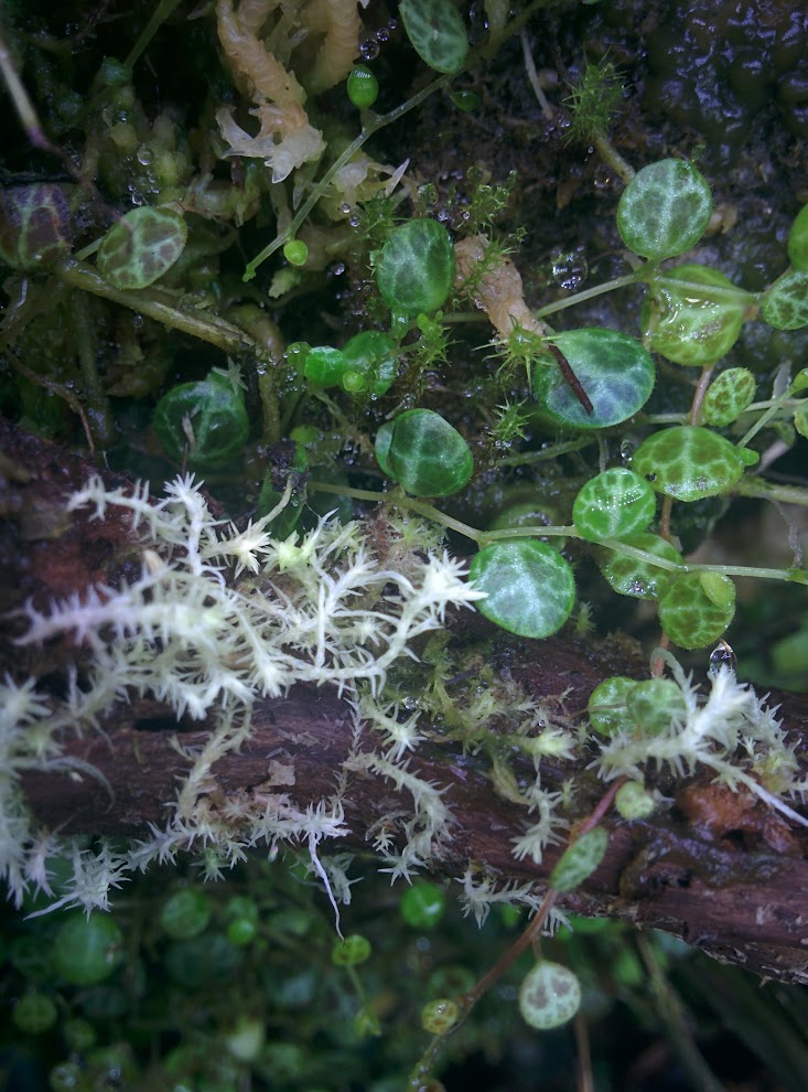 Is my Sphagnum Moss getting… moldy? It has a white layer on top. It's  getting pretty old so maybe I just need to replace it but it was soaked  three days ago