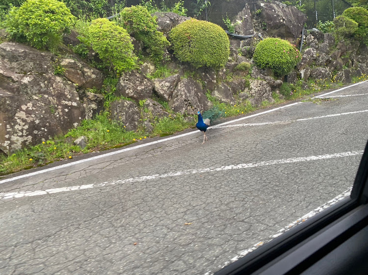 オデッセイのclub.M・伊豆方面にオデ掛け・伊豆シャボテン動物公園・大室山・サプライズ好きなんです🤭に関するカスタム事例の投稿画像2枚目