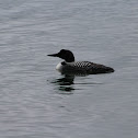 Common Loon