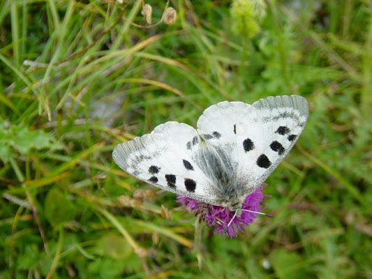 FARFALLA di gabibboblu